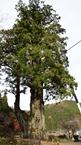 Big cedar tree of Tsukise：月瀬の大杉